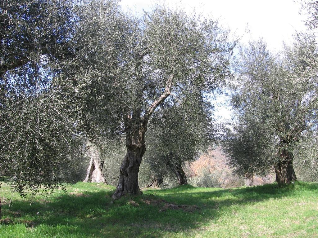 Casa Fioranna Villa Seggiano Oda fotoğraf